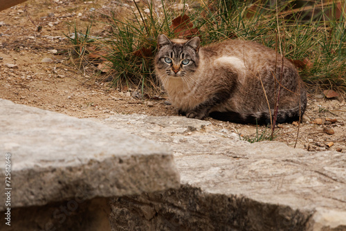 Gato atrigado junto a mueble de piedra en zona de picnic del preventorio en Alcoi, España photo