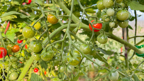 small green tomatoes in the greenhouse