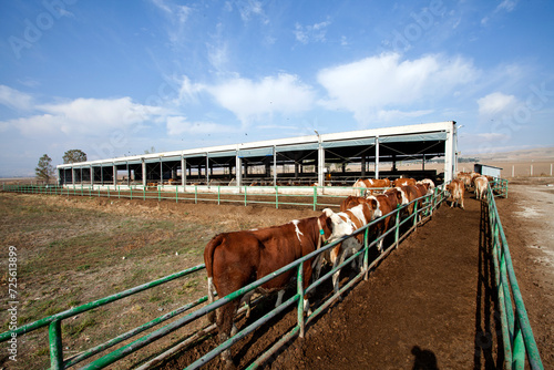 Wide-angle scenic view of modern open-air livestock barn shelters with a cattle herd at a dairy farm facility.