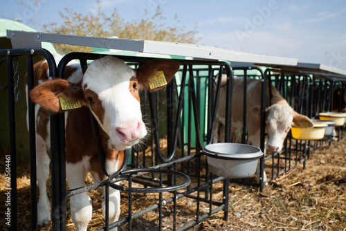 Cute young red and white Simmental calf looking curiously at the camera from its individual hutch at a dairy farm.