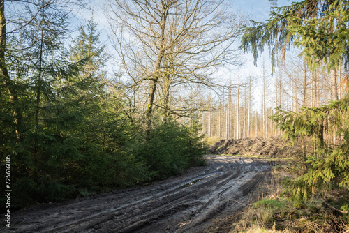 typical scene of Dutch Drenthe woodland forest. Netherlands wild tree area with muddy dirt road. natural rural countryside surrounding Kamp Westerbork