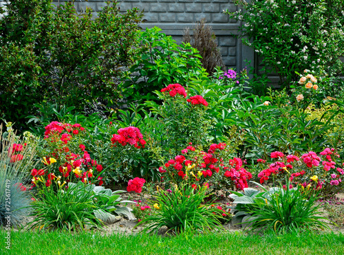 czerwone róże i żółte liliowce na rabacie, Hemerocallis, rosa, beautiful garden with shrubs, lily and rose, designer garden, yellow daylilies and red rosa in garden	