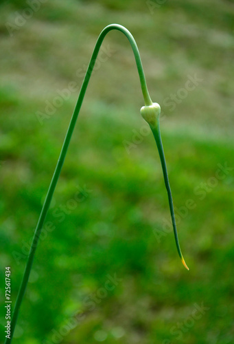 wygięty pęd czosnku, kwiat czosnku w pąku, bent garlic shoot, garlic flower in bud, bud on a garlic stalk, garlic shoot with bud