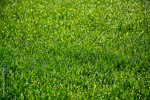zielona trawa z poranną rosą w słońcu, green grass with morning dew in the sun, shiny dew drops, water on the green grass 