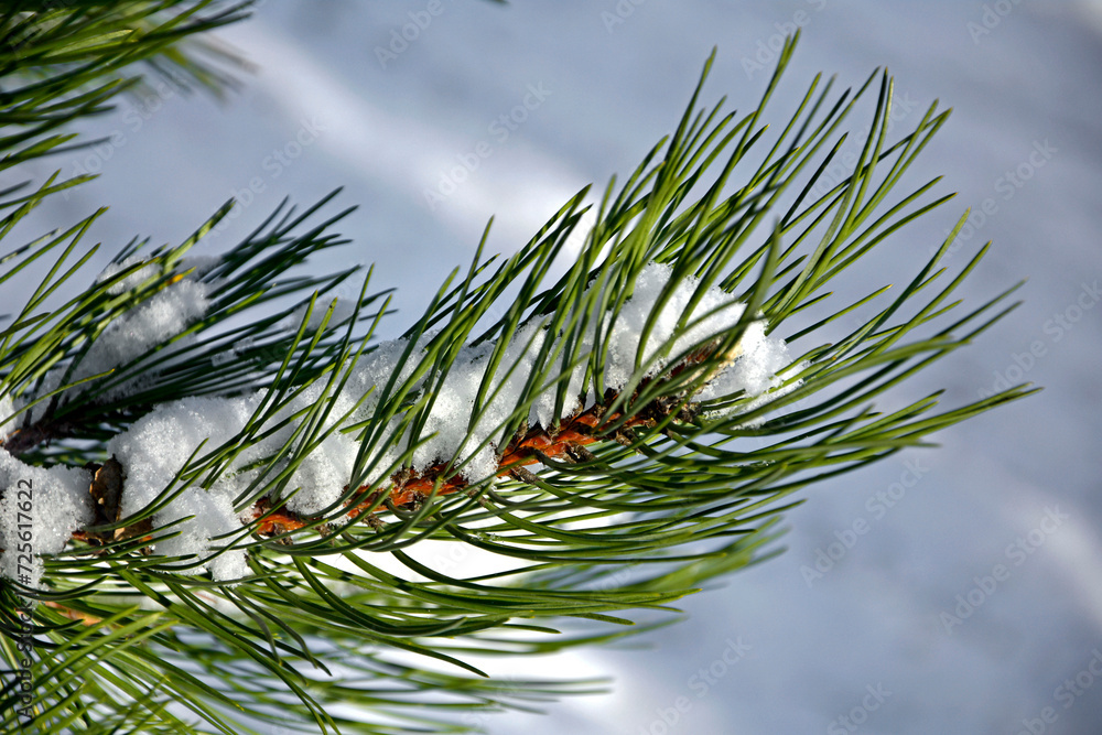 gałąź sosny zimą pod śniegiem, sosna zimą na tle niebieskiego nieba, pine branch in winter, close-up of a snow-covered pine branch, Closeup of pine branch adorned snow - obrazy, fototapety, plakaty 