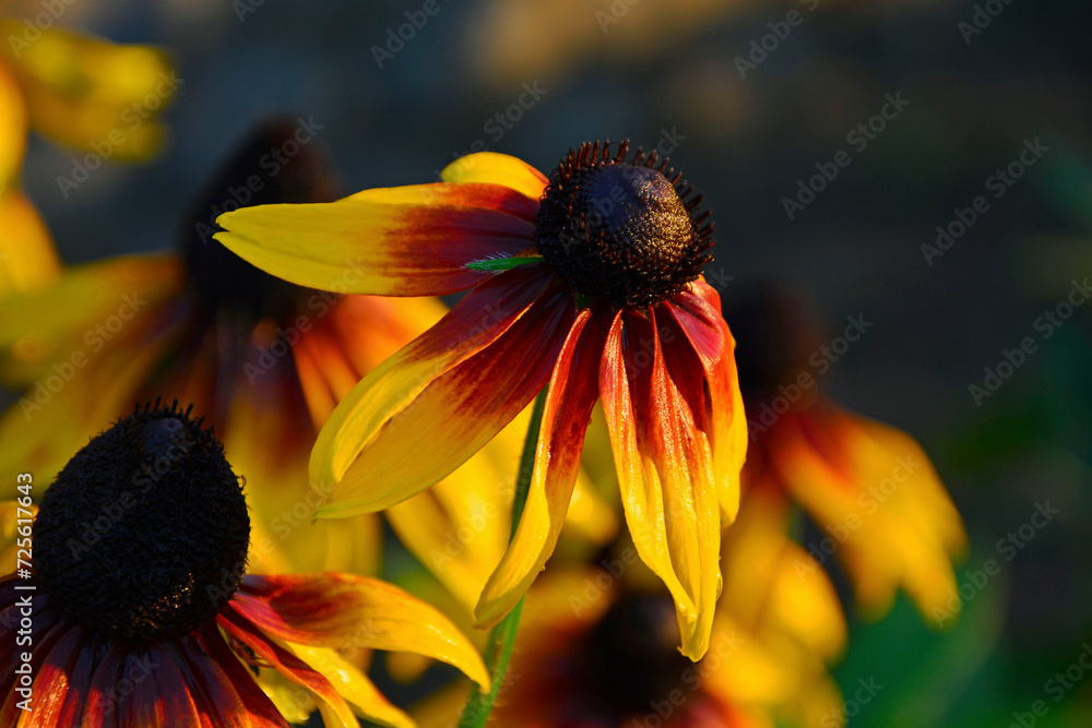 Rudbekia, Rudbeckia, żółto-pomarańczowy kwiat rudbekii, Rudbeckia, yellow rudbeckia flower,
