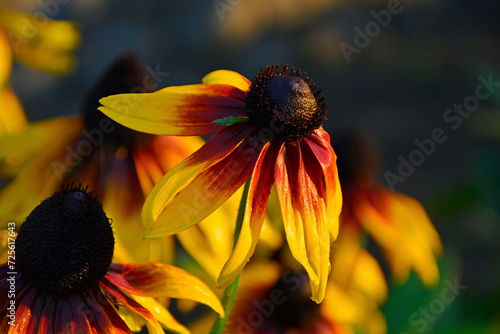 Obraz na płótnie Rudbekia, Rudbeckia, żółto-pomarańczowy kwiat rudbekii, Rudbeckia, yellow rudbeckia flower, w salonie