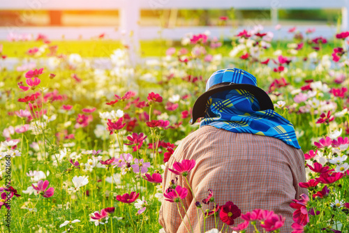Female farmer work in cosmos flower fields. Asian woman farmer in the colorful cosmos flowers garden. A female gardener is cutting and decorating the flowers in the garden to make them more beautiful.