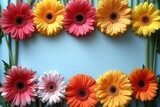 A vibrant group of gerbera flowers, showcasing a variety of colors, against a vivid blue background.