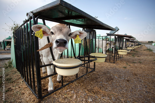 Cute young calf with ear tags looking at the camera inside an individual calf hutch box at a modern dairy farm.