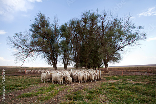 Tableau sur toile Herd of white Angora goats grazing and resting inside a livestock farm under the sunlight