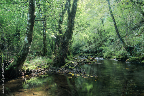 Green and calm atmosphere on a summer morning in a river with calm waters