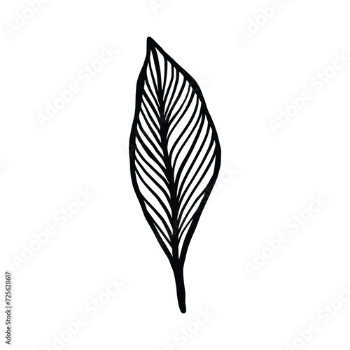 Single Leaf Line Art Illustration Isolated in White. Floral decoration branch leaf plant line. Modern single line art, aesthetic contour. Perfect for home decor such as posters, wall art, tote bag etc