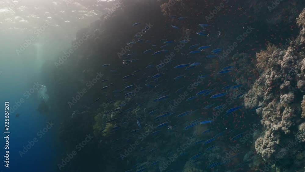 School of Blue Fusiliers over of the Coral Reef in the Red Sea in Egypt School of Blue Fusiliers over of the Coral Reef in the Red Sea in Egypt