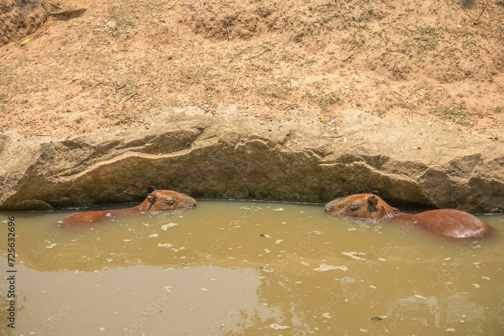Fototapeta premium The capybara (Hydrochoerus hydrochaeris) swimming in the mud water with aquatic plants