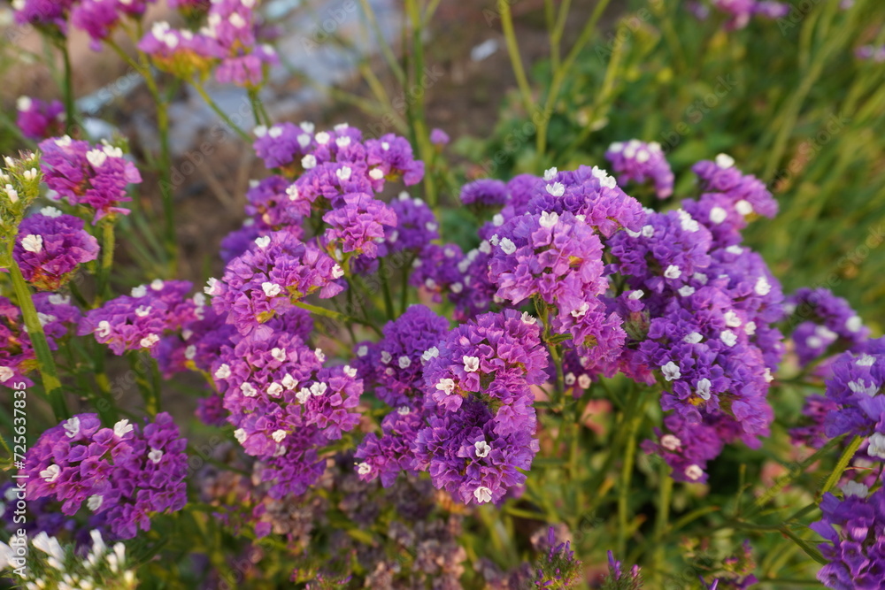 Verbena bonariensis in botany in Poland. Seleclive focus, close up. nature background. Verbena bonariensis in botany in Poland. Seleclive focus, close up. nature background.