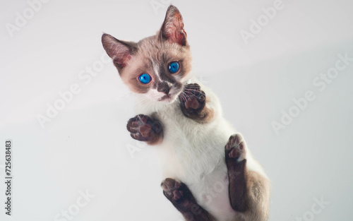 bottom view of a small munchkin kitten with bright blue eyes looking down