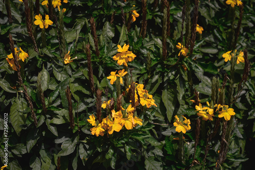 Crossandra infundibuliformis is a genus of Crossandra plants. This flower has a bright yellow color in its funnel-shaped flowers and grows in abundance around its green crown. photo