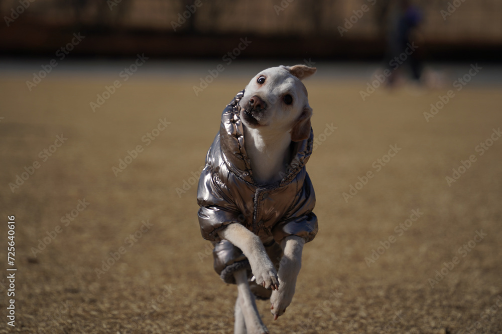 short-haired white dog wearing shiny silver jacket on a walk in the park in winter
