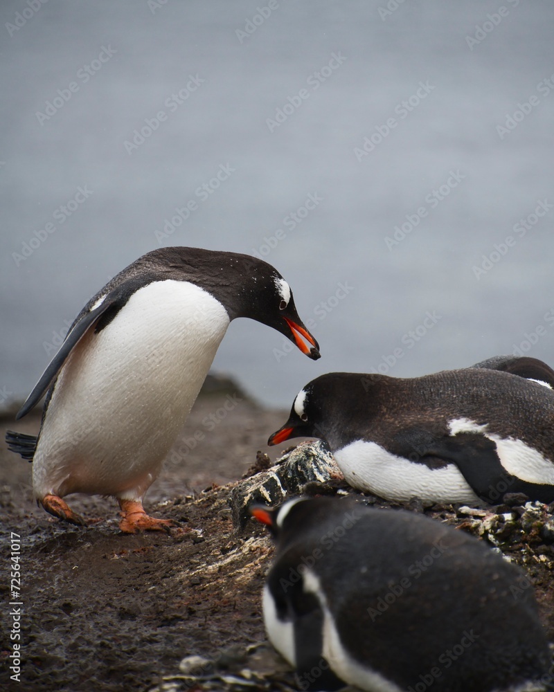 Fototapeta premium Antarctica