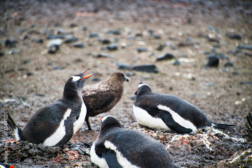 Antarctica