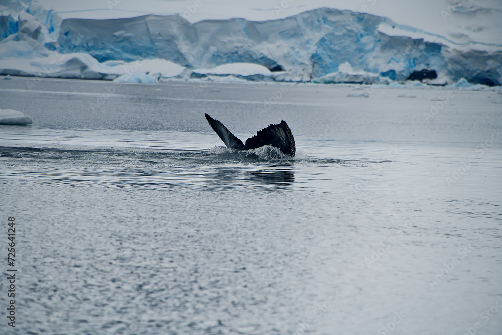 Fototapeta premium Antarctica
