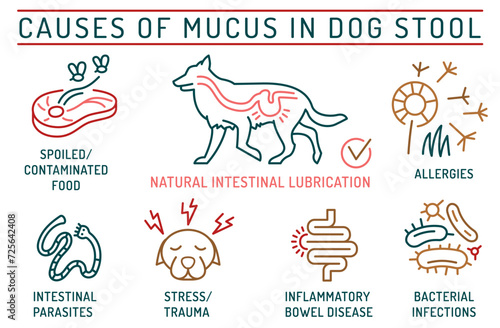 What may cause mucus in dog stool. Useful medical infographic with line icons.