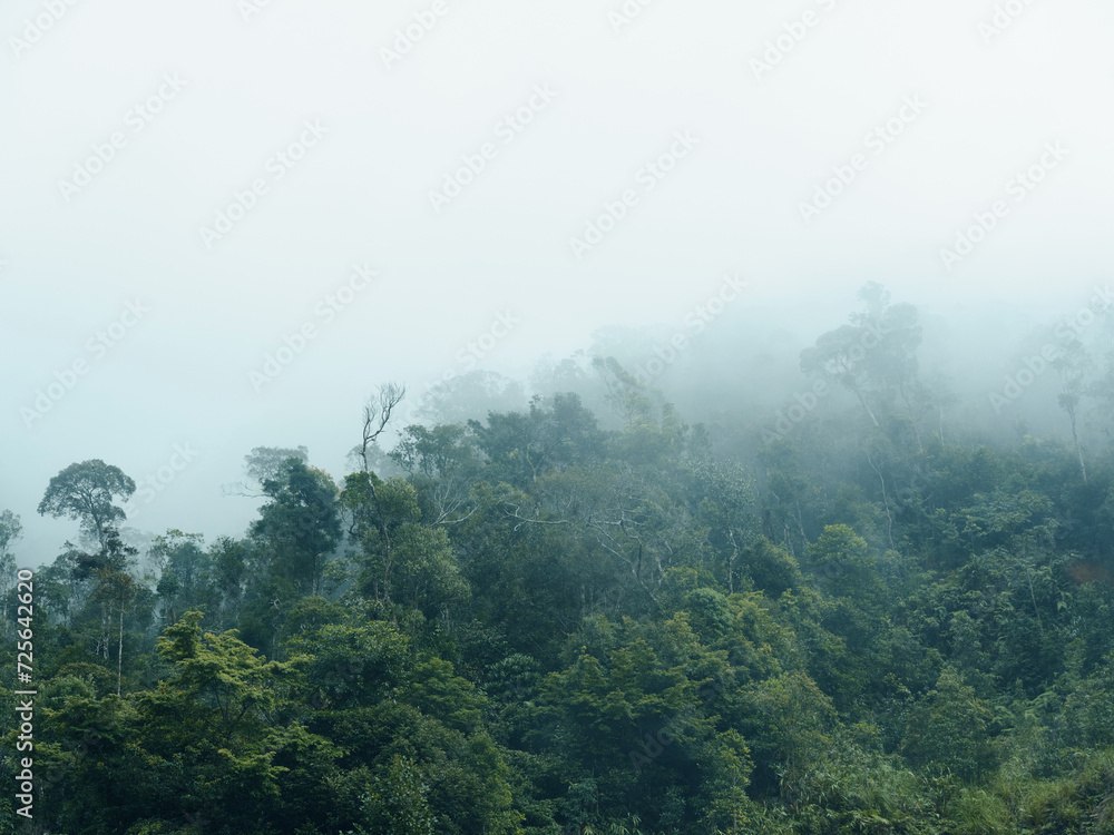 Misty Morning in Enchanting Misty Mountains: A Tranquil Green Forest Paradise with Foggy Hills and Majestic Trees