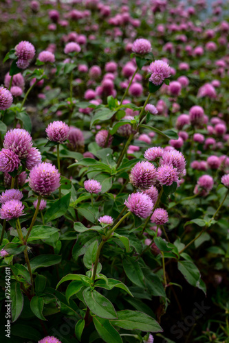 Knob flower (Gomphrena globosa), this plant is an annual herb, and is generally used as an ornamental plant and can be used as flower tea. © ika