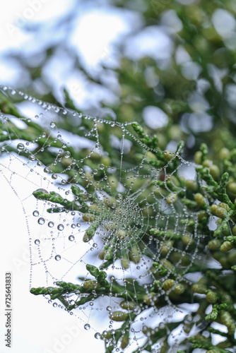 Spider web and drops