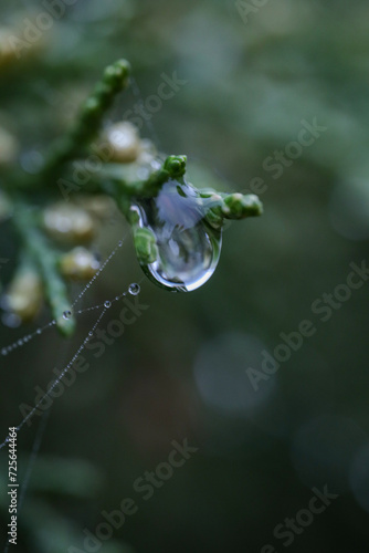 water drops on a leaf