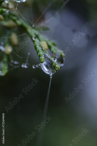 water drop on a leaf