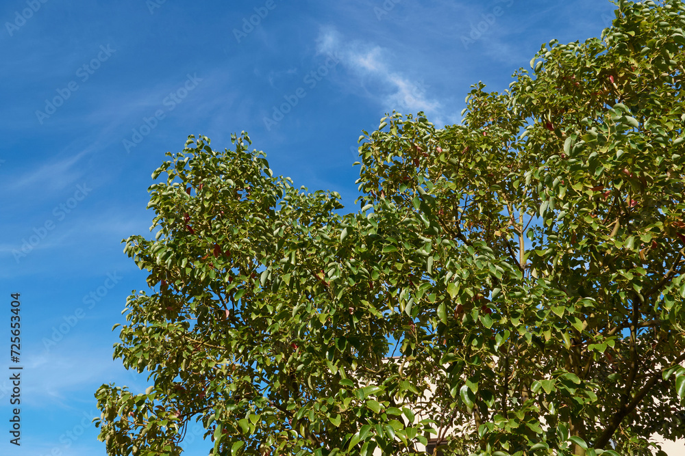 Cinnamomum camphora tree Cinnamomum camphora tree