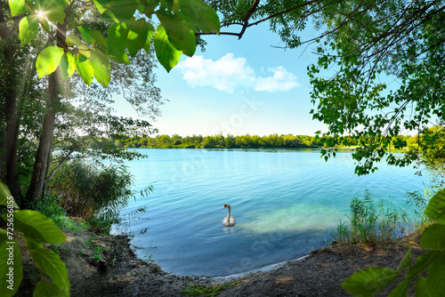 View of a scenic lake with a swan gracefully swimming on the blue water, nicely framed by lush vegetation