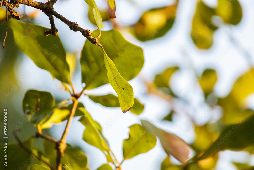 Green tree leaves close up in the morning Green tree leaves close up in the morning