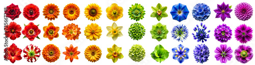 Conjunto de flores diferentes sin fondo. Pack de flores variadas con los colores del arcoíris en PNG. Flores rojas, amarillas, verdes, azules, moradas y naranjas. Hecho con IA.