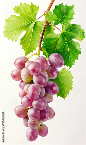 Purple grapes with leaves. Isolated drawing with fruit.
