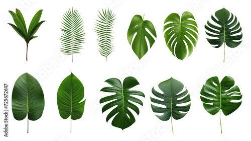 set of green monstera palm and tropical plant leaf isolated on transparent and white background.PNG image