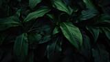 night evening photography of big tropical green leaves