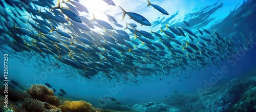 Fototapeta Naklejka Na Ścianę i Meble -  Underwater view of blue water, a group of tuna fish on colorful coral reefs