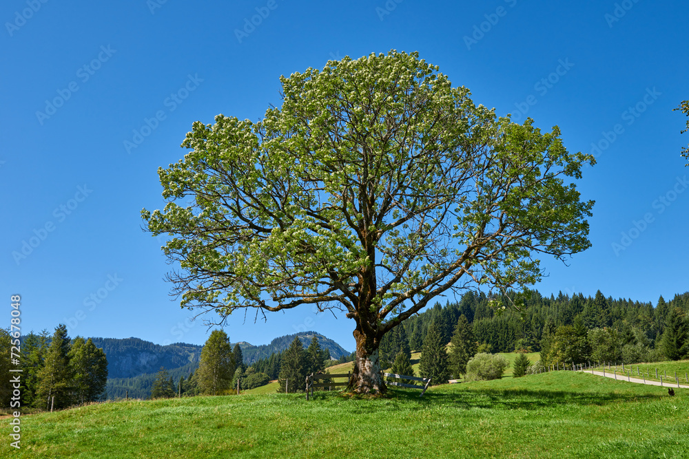 Alpine Symphony: Summer Majesty in the Mountain Wilderness. Majestic Peaks and a Lone Tree in the Meadow. Mountain: A Grand Tree Gracing the Alpine Pasture. Blue Skies Over Peaks: A Majestic Alpine Alpine Symphony: Summer Majesty in the Mountain Wilderness. Majestic Peaks and a Lone Tree in the Meadow. Mountain: A Grand Tree Gracing the Alpine Pasture. Blue Skies Over Peaks: A Majestic Alpine