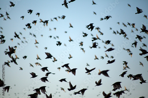 Large flock of starlings flying together in the blue sky. European starling murmuration and wildlife concept.