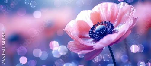 flower Anemone bokeh abstract background