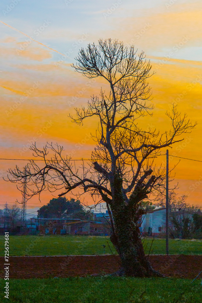Landscape with tree backlit with orange red yellow blue sky at dusk or dawn Landscape with tree backlit with orange red yellow blue sky at dusk or dawn