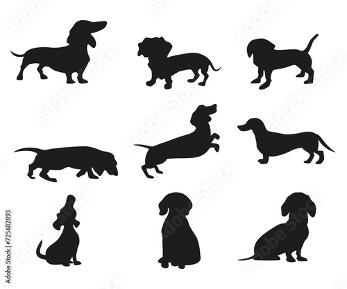 Fototapeta Naklejka Na Ścianę i Meble -  set of Dachshund silhouettes,  wiener dog small breed in different poses vector icons