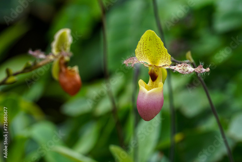 Paphiopedilum liemianum orchid