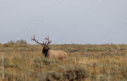 Bull Elk During the Rut in Wyoming in Autumn © natureguy