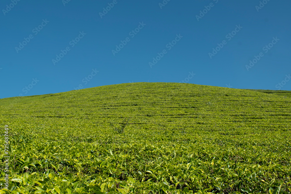 green field and blue sky green field and blue sky