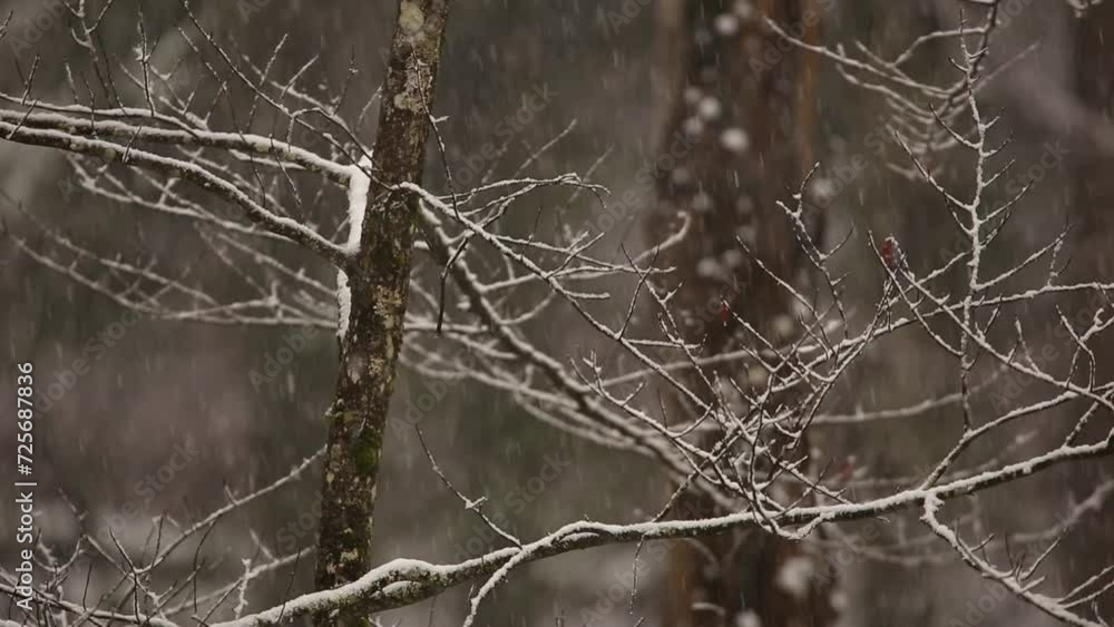 trees covered in snow during blizzard storm (snowing in forest with conifer trees) detail close up telephoto (hemlock, pine, spruce, oak tree) leaves, needles, branches foliage collecting accumulation trees covered in snow during blizzard storm (snowing in forest with conifer trees) detail close up telephoto (hemlock, pine, spruce, oak tree) leaves, needles, branches foliage collecting accumulation