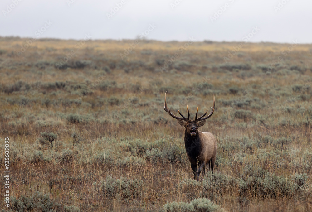Naklejka premium Bull Elk During the Rut in Wyoming in Autumn